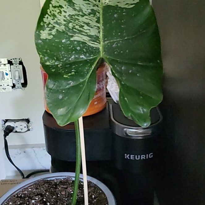 Photo of the plant species Variegated Philodendron imbe/ilsemanii by @HunkyZelkova named Sonora on Greg, the plant care app