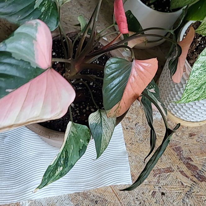 Photo of the plant species Homalomena Pink Diamond by @HunkyZelkova named Eva on Greg, the plant care app