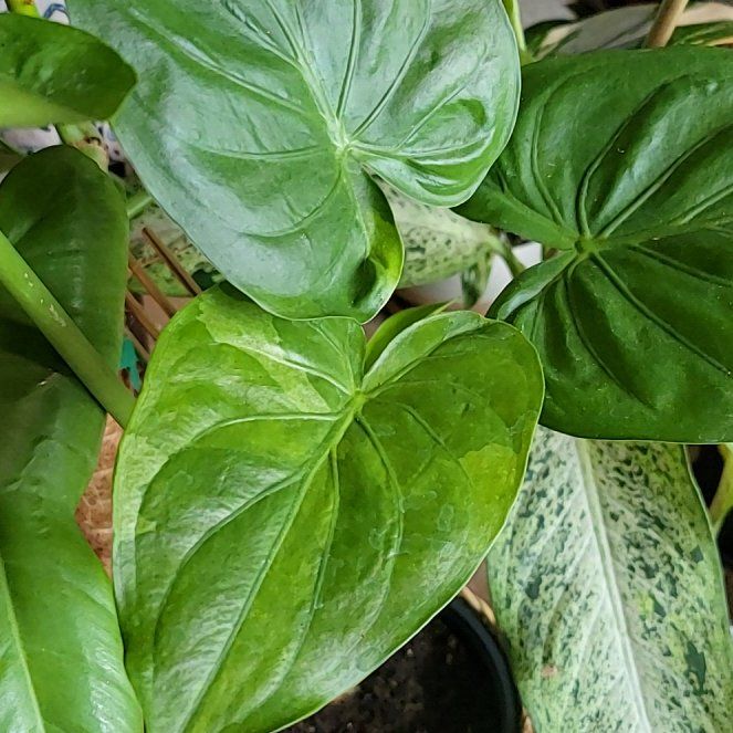 Photo of the plant species Alocasia cucullata 'Mint' by @HunkyZelkova named Fernie Mac on Greg, the plant care app