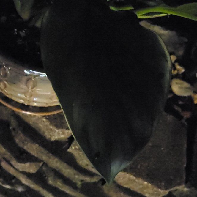 Photo of the plant species Red Arrow Leaf by @HunkyZelkova named Forrest on Greg, the plant care app