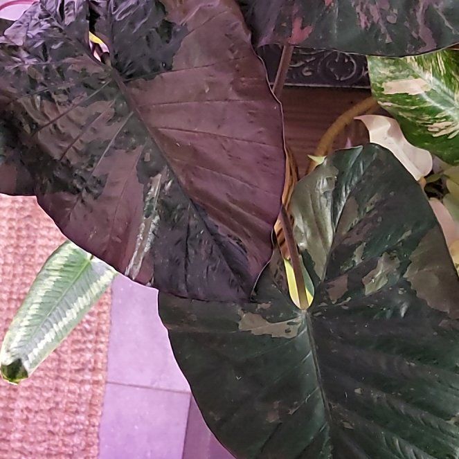 Photo of the plant species Alocasia Pink Serendipity by @HunkyZelkova named Dax on Greg, the plant care app