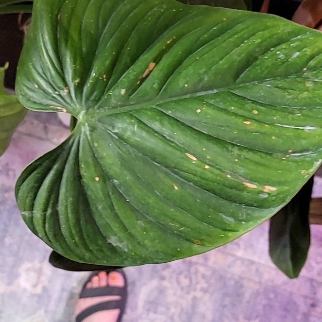 Photo of the plant species Silver Columbia Philodendron by @HunkyZelkova named Rosa on Greg, the plant care app