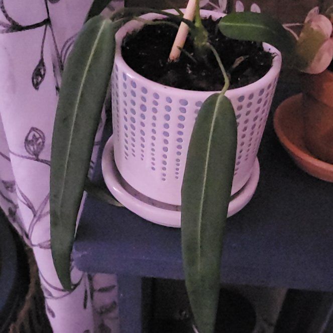Photo of the plant species Strap Leaf Anthurium by @HunkyZelkova named Plato on Greg, the plant care app