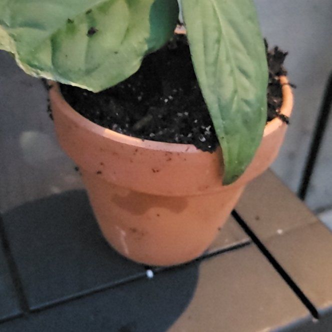 Photo of the plant species Philodendron verrucosum 'Amazon Sunset' by @HunkyZelkova named Stella on Greg, the plant care app