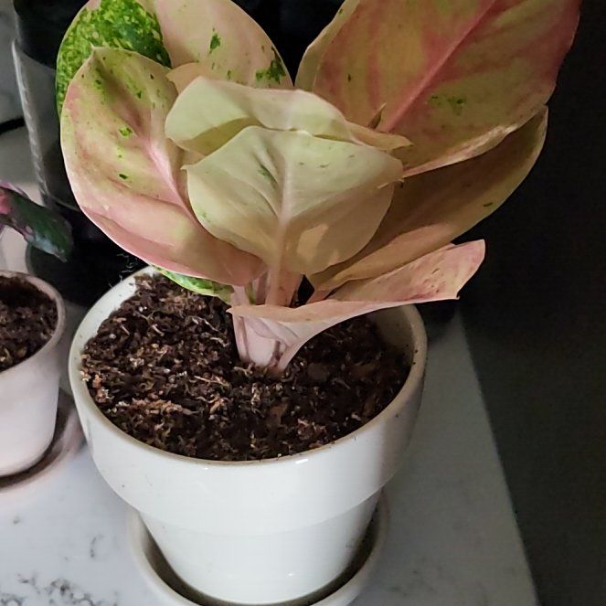Photo of the plant species Pink Emerald Chinese Evergreen by @HunkyZelkova named Elina on Greg, the plant care app