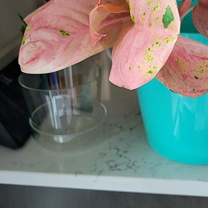 Photo of the plant species Pink Emerald Chinese Evergreen by @HunkyZelkova named Mando on Greg, the plant care app