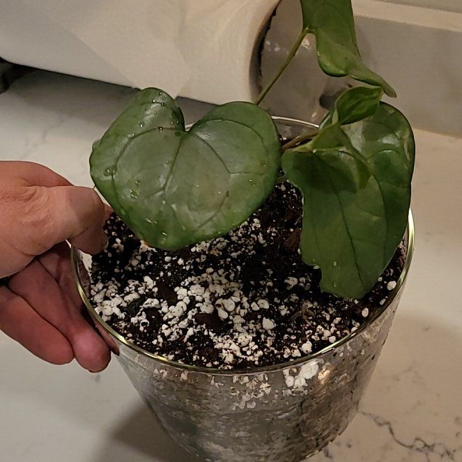 Photo of the plant species Anthurium ‘Arrow’ by @HunkyZelkova named Mochi on Greg, the plant care app