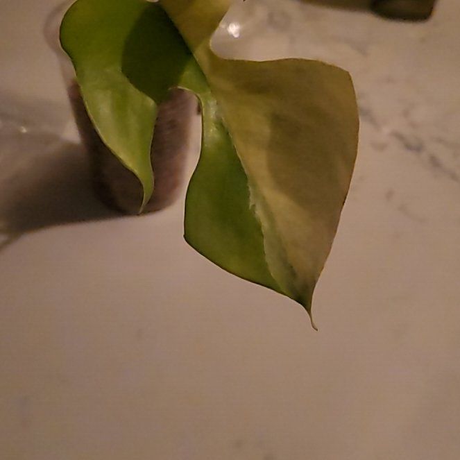 Photo of the plant species Rhaphidophora pertusa by @HunkyZelkova named Willow on Greg, the plant care app