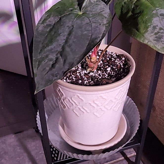 Photo of the plant species Anthurium papillilaminum Ace Of Spades by @HunkyZelkova named Bella on Greg, the plant care app