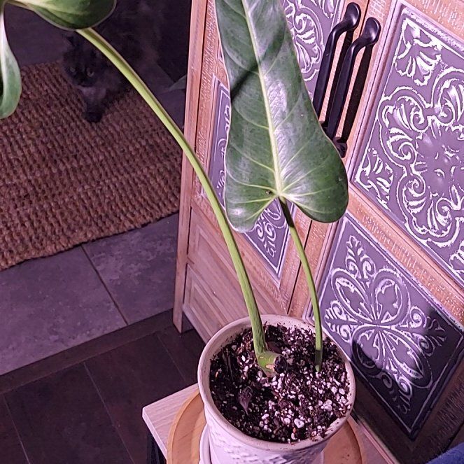 Photo of the plant species Philodendron bernardopazii by @HunkyZelkova named Clooney on Greg, the plant care app