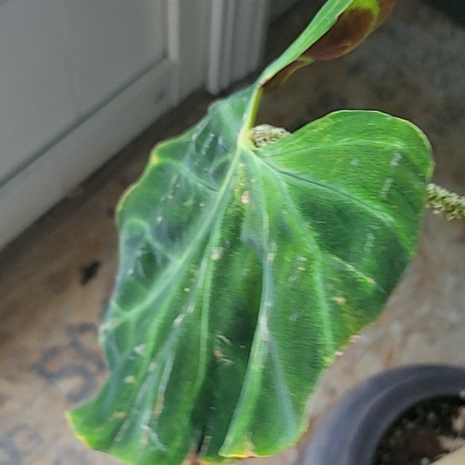 Photo of the plant species Philodendron verrucosum 'Amazon Sunset' by @HunkyZelkova named Naomi on Greg, the plant care app