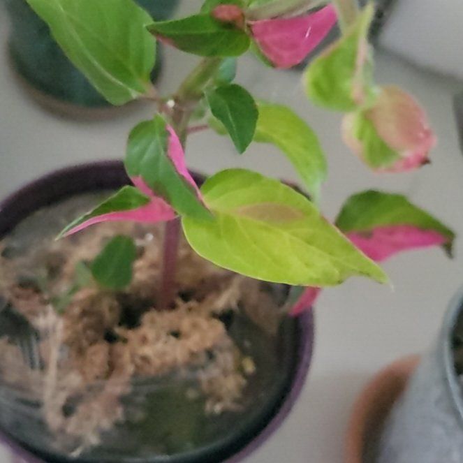 Photo of the plant species Alternanthera by @HunkyZelkova named McKinley on Greg, the plant care app
