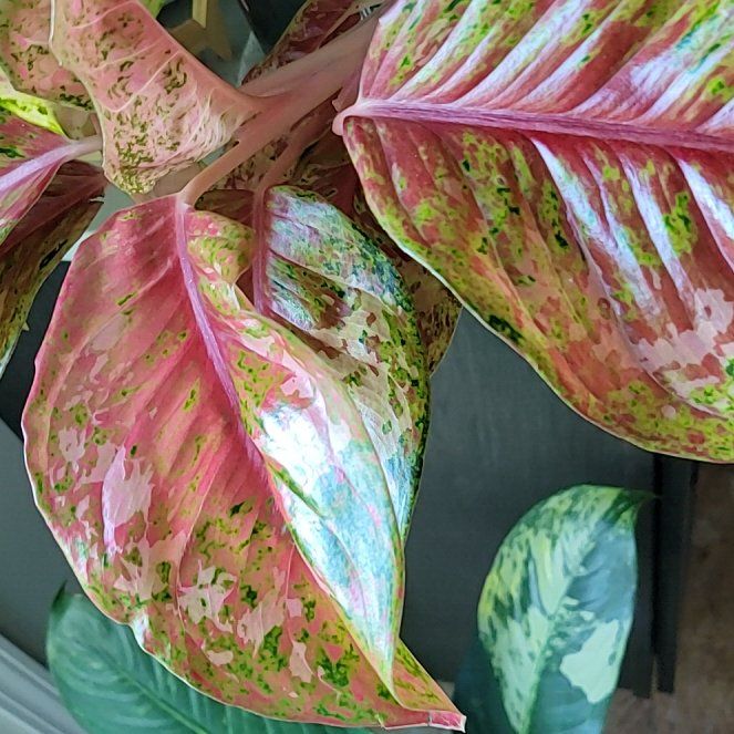 Photo of the plant species Pinuela by @HunkyZelkova named da Vinci on Greg, the plant care app