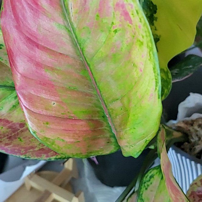 Photo of the plant species Mahaleb Cherry by @HunkyZelkova named Ronaldo on Greg, the plant care app