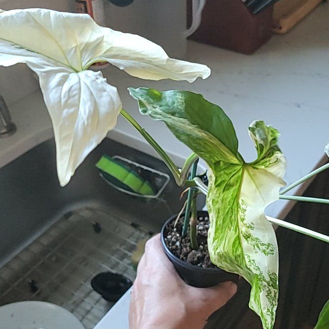 Photo of the plant species sygonium pixie by @HunkyZelkova named Shakira on Greg, the plant care app