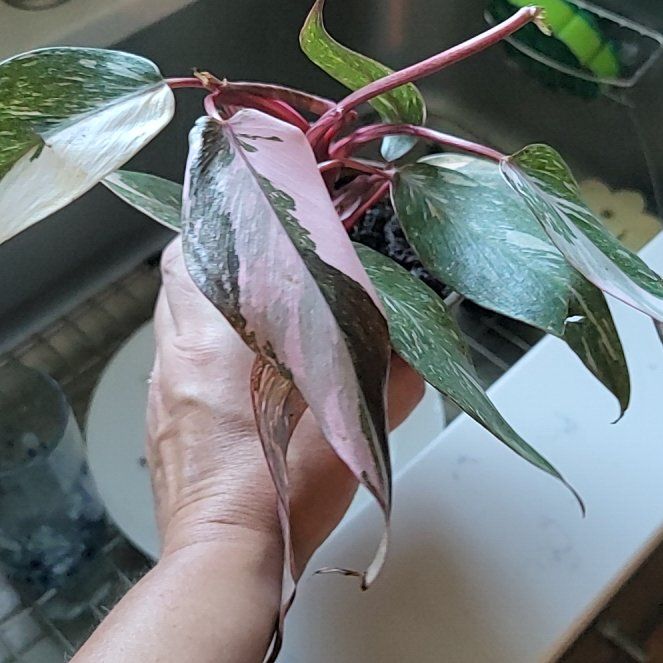 Photo of the plant species Marble Pink Princess Philodronden by @HunkyZelkova named Harmony on Greg, the plant care app