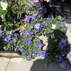 Photo of the plant species Balloon-Flower by @YiftDragontree named Diana on Greg, the plant care app