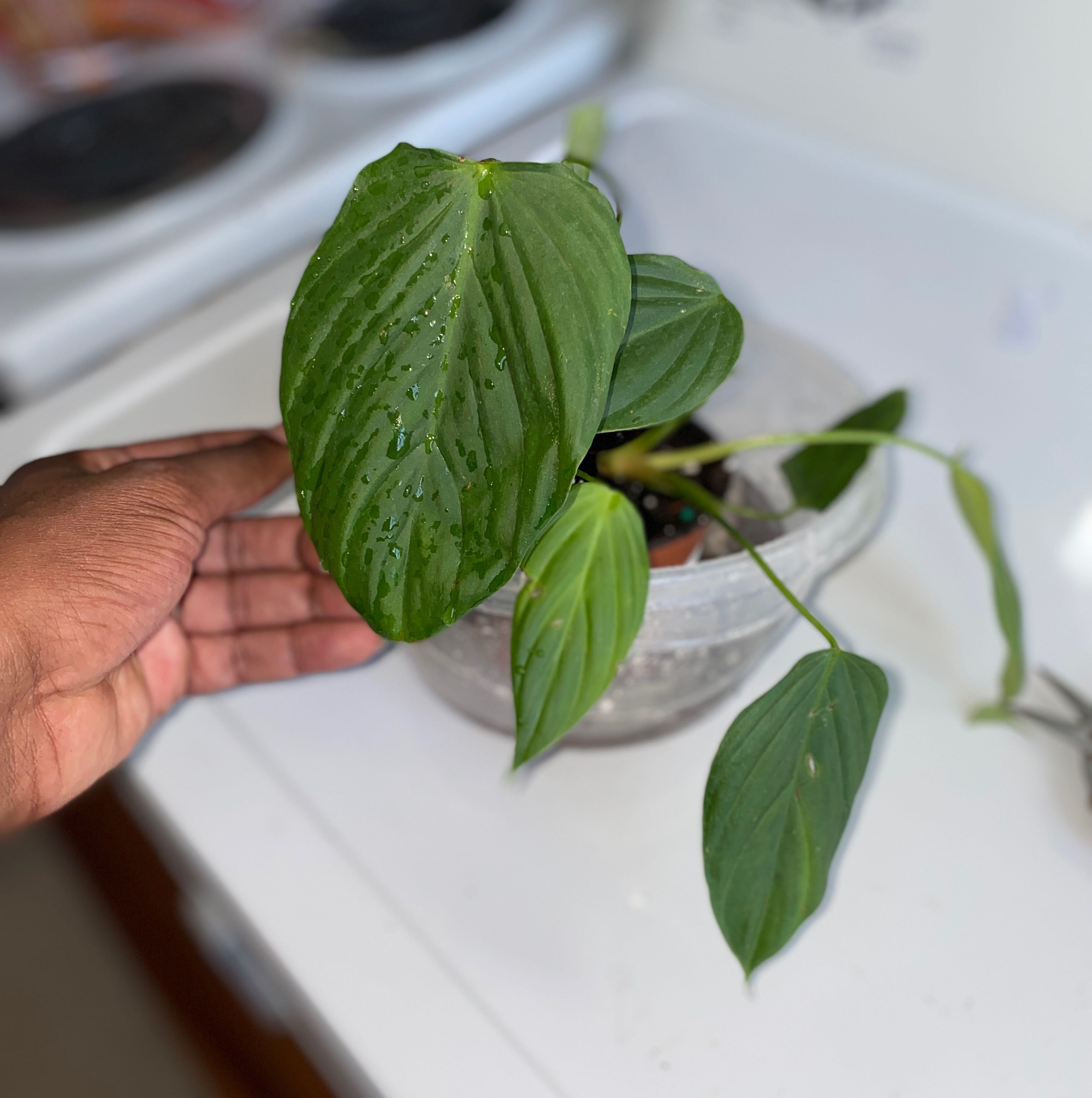 Philodendron nangaritense plant with green leaves, one leaf held by a hand, in a clear container with visible soil.