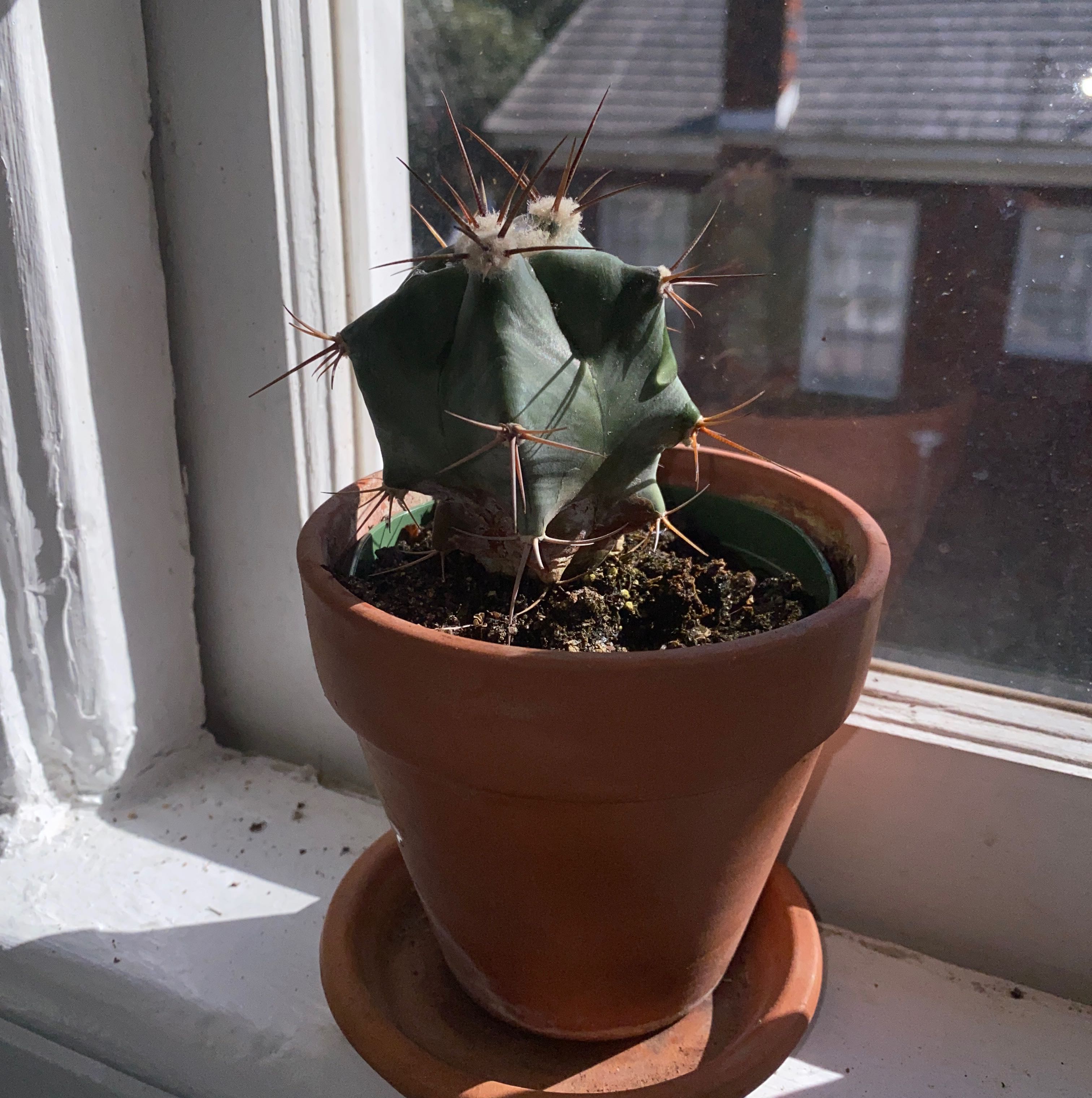 Blue Barrel Cactus in a terracotta pot on a windowsill, showing some browning.