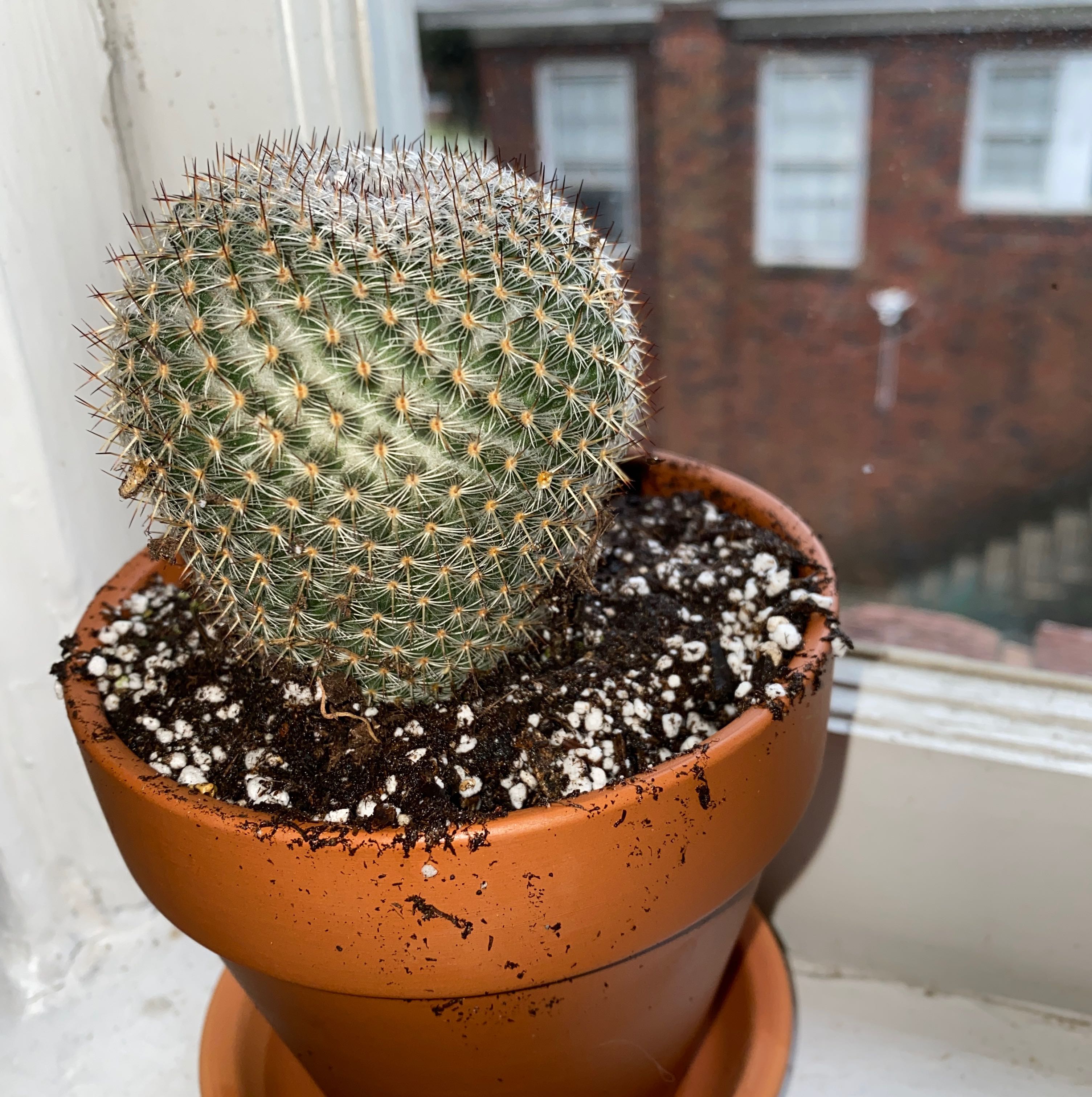 Mammillaria Haageana cactus in a terracotta pot on a windowsill.