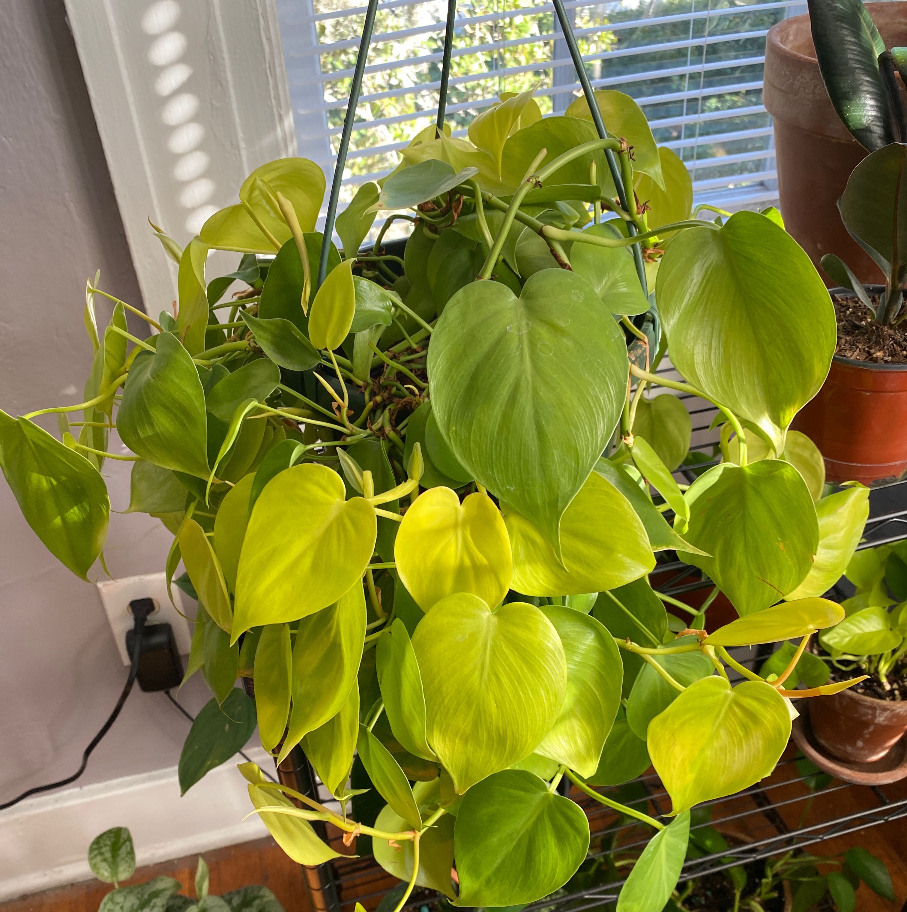 Philodendron Lemon Lime plant with vibrant green and yellow leaves in a hanging pot.