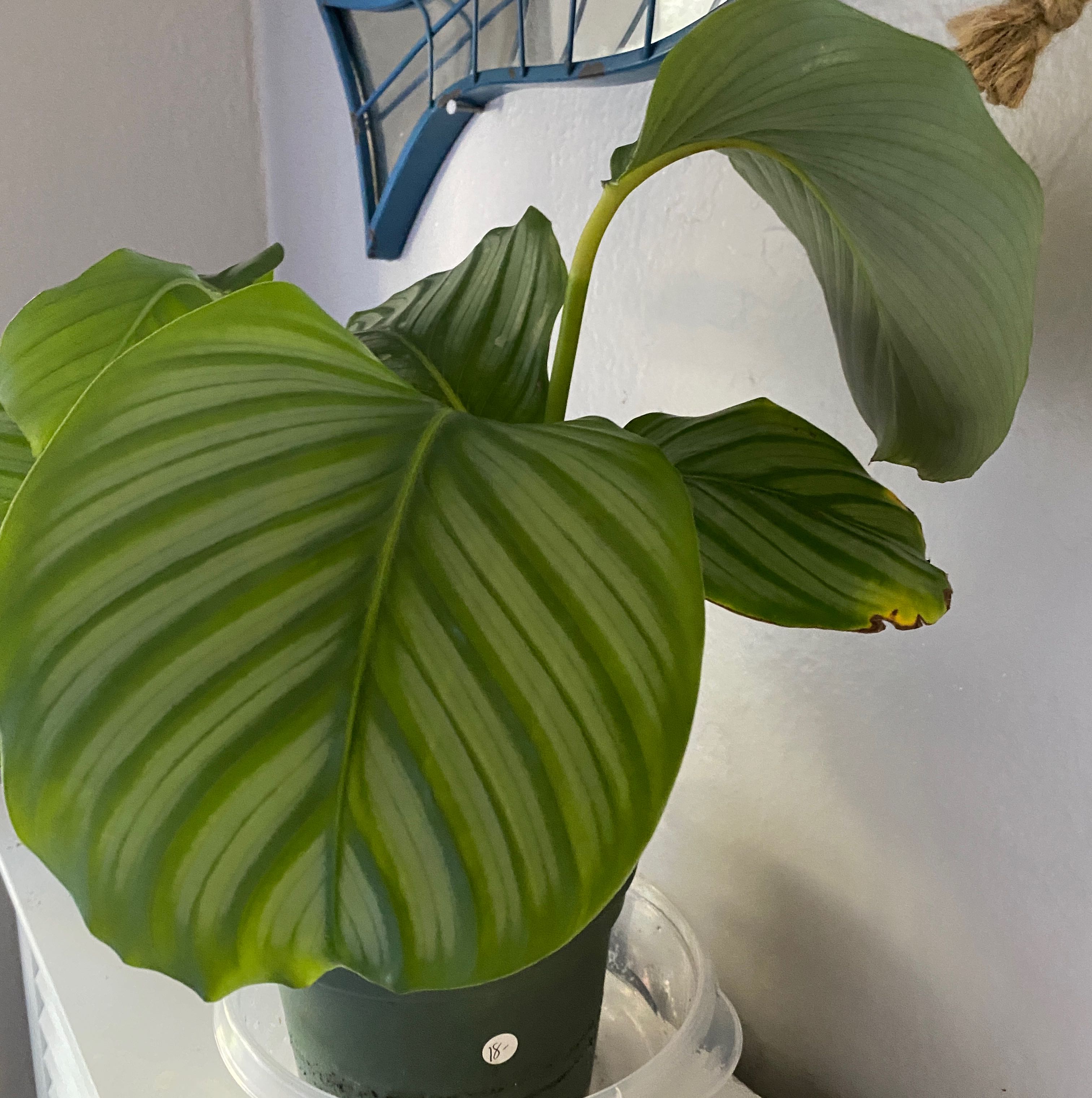 Calathea Orbifolia plant with large striped leaves in a pot indoors.