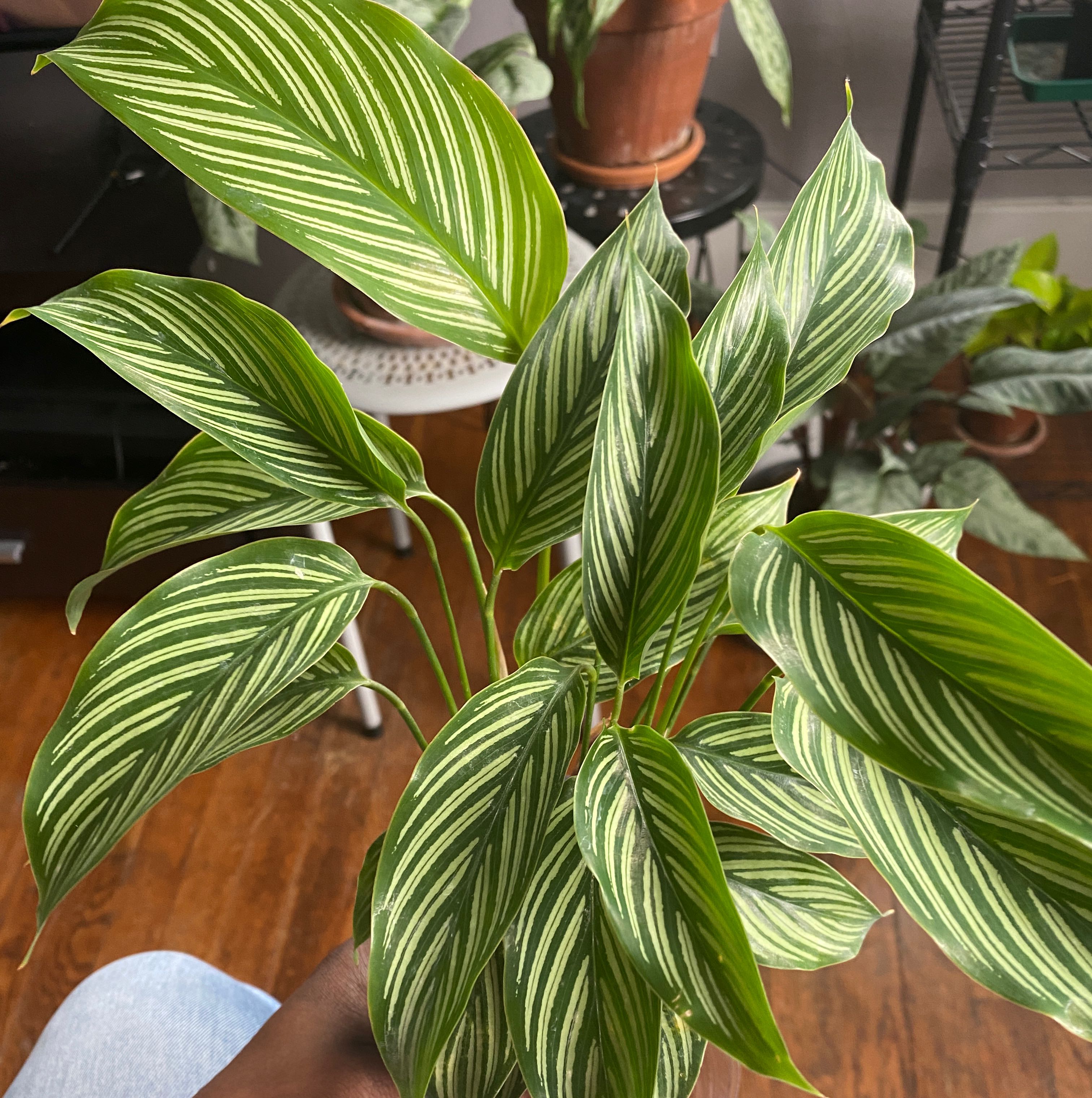 Healthy Calathea Vittata plant with vibrant green leaves and white stripes.