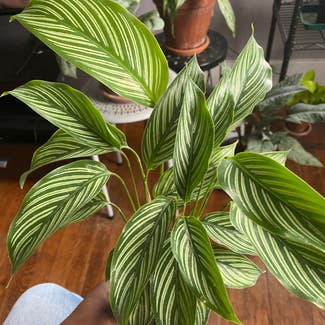 Calathea Vittata plant in Savannah, Georgia