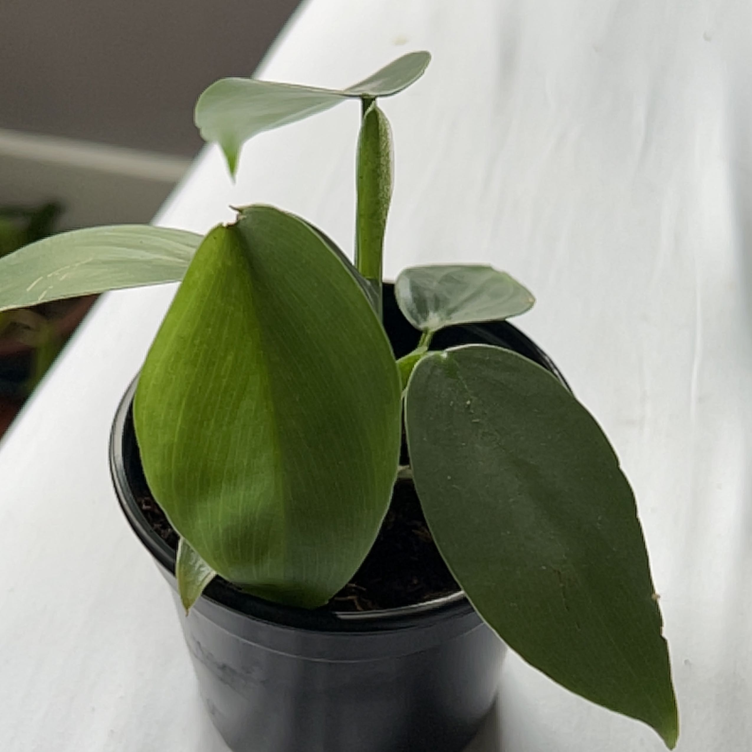 Young Silver Sword Philodendron in a black pot with healthy green leaves.