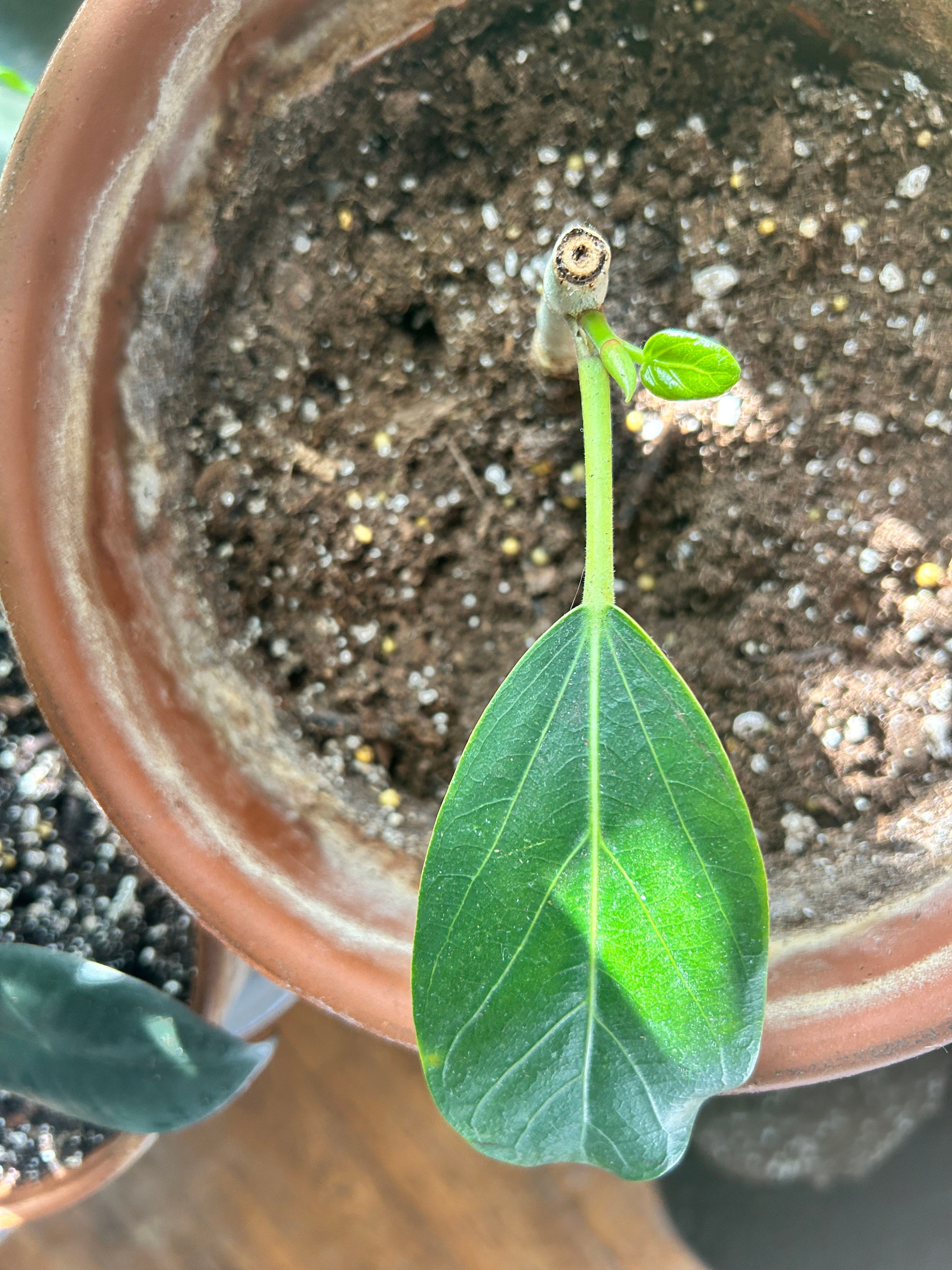 Audrey ficus propagation success story