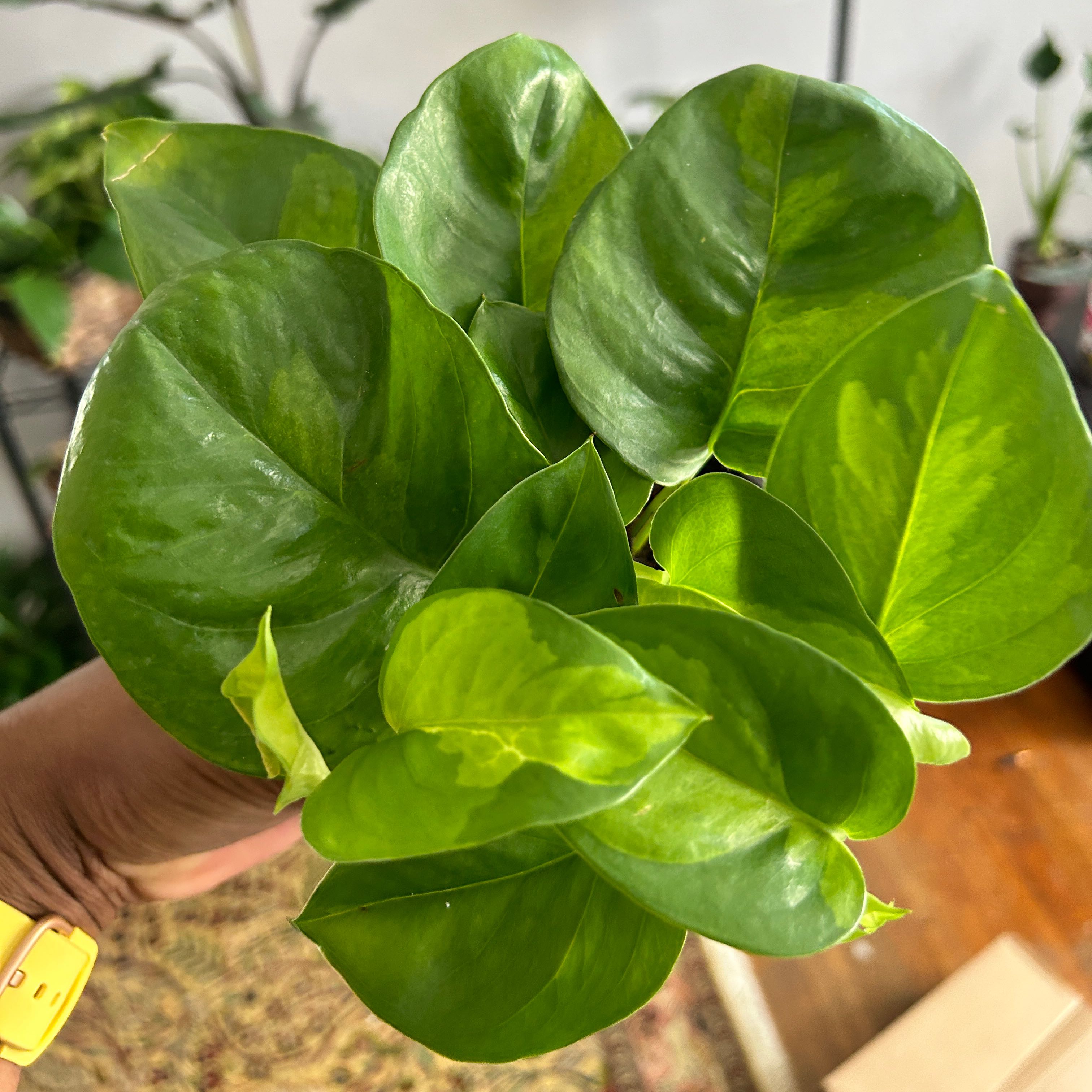 Healthy Global Green Pothos plant with vibrant green leaves held by a hand.