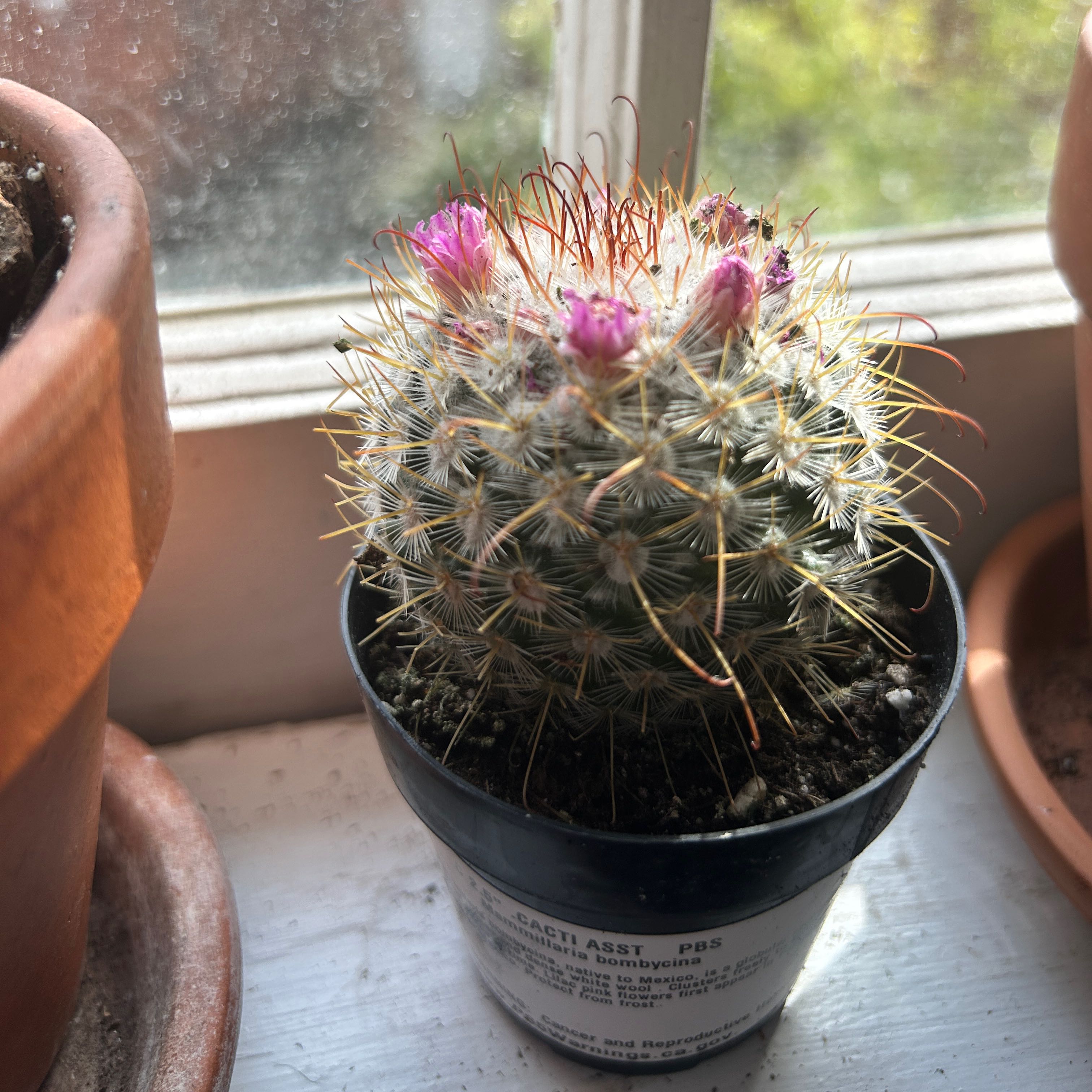 Mammillaria Haageana cactus with pink flowers in a pot on a windowsill.