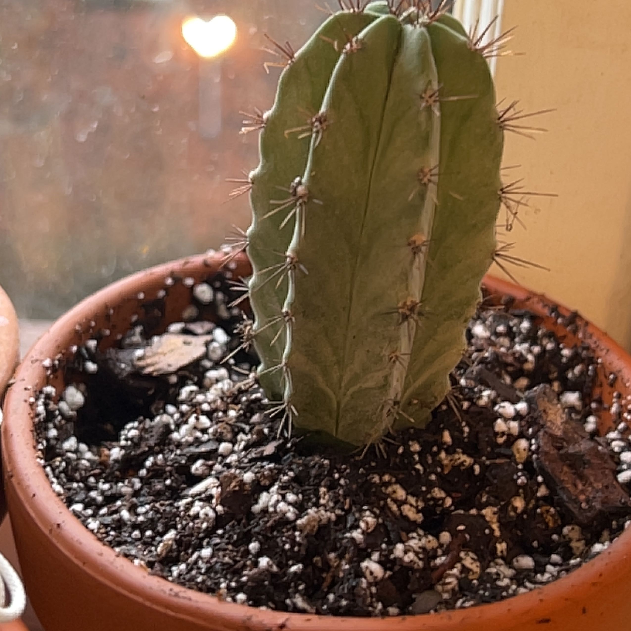 Young Polaskia chichipe cactus in a pot with visible soil, well-framed and healthy.