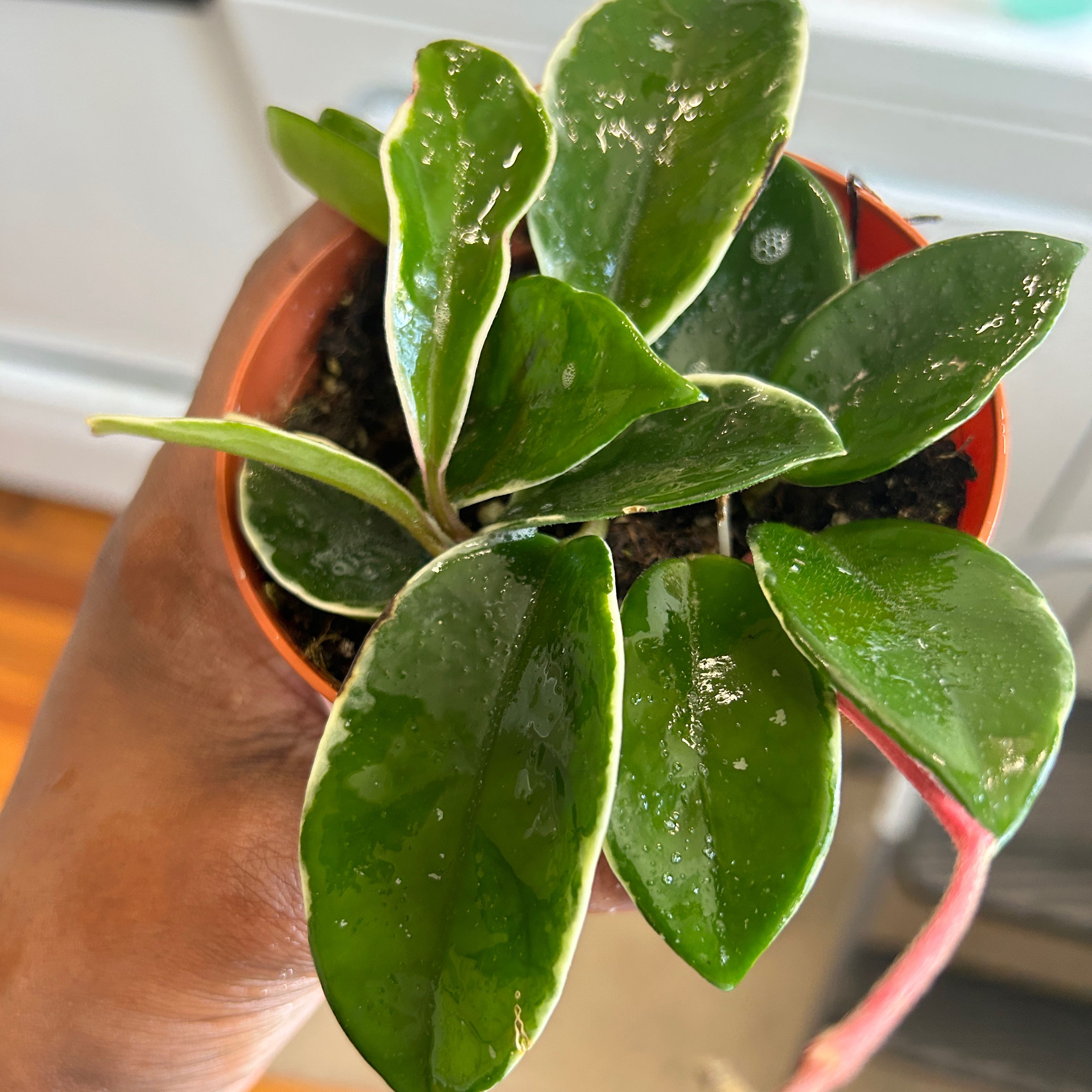 Hoya Pubicalyx plant with glossy green leaves and white edges, held in a hand.
