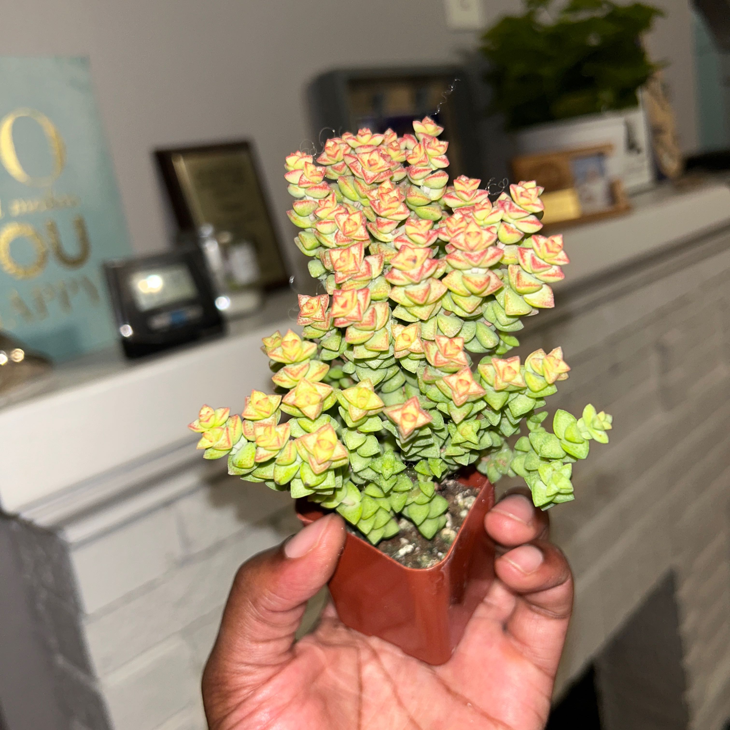 Tom Thumb succulent plant with yellowing and browning leaves, held by a hand.