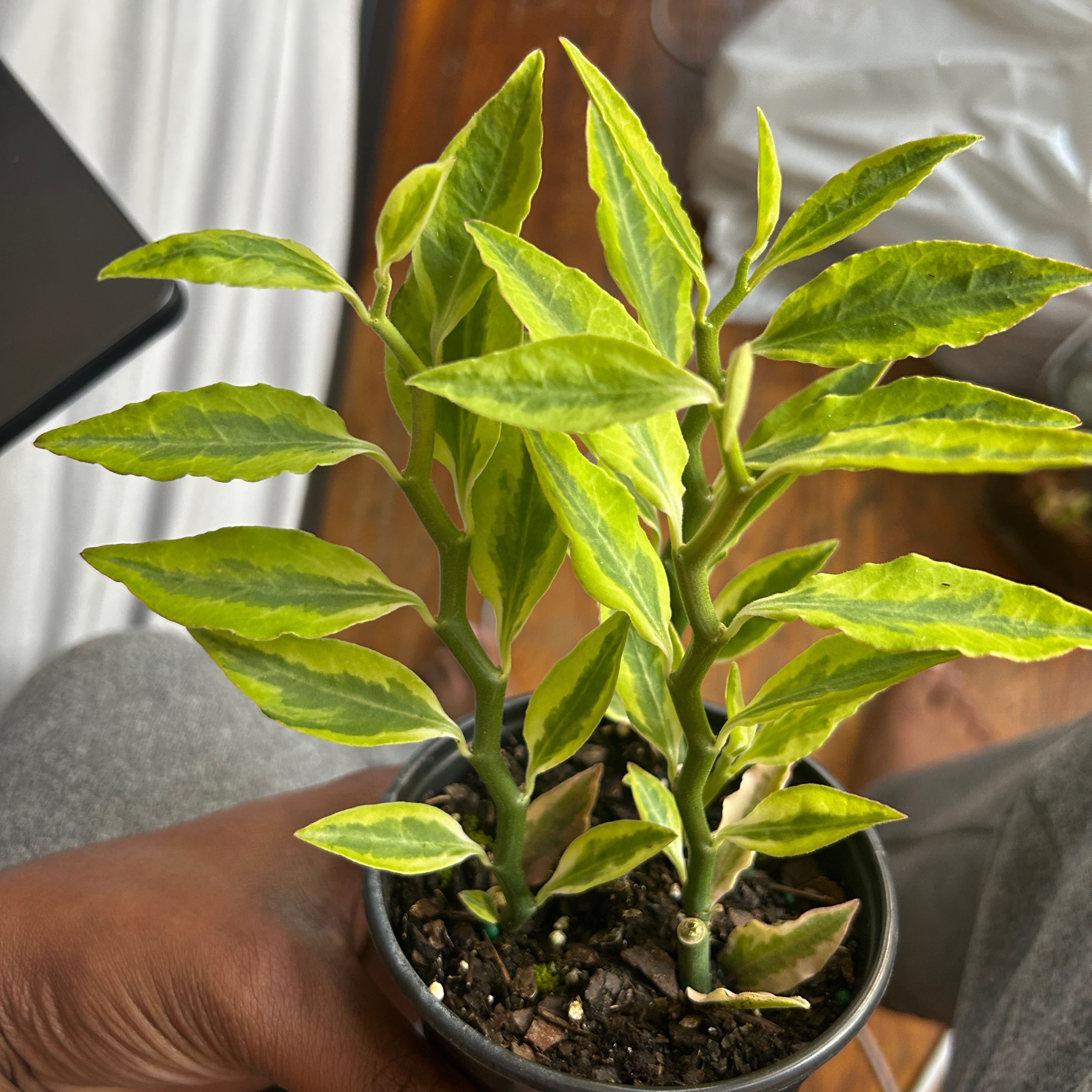 Healthy variegated Japanese Poinsettia plant with pointed green and white leaves in a pot, held by a hand to showcase the specimen.