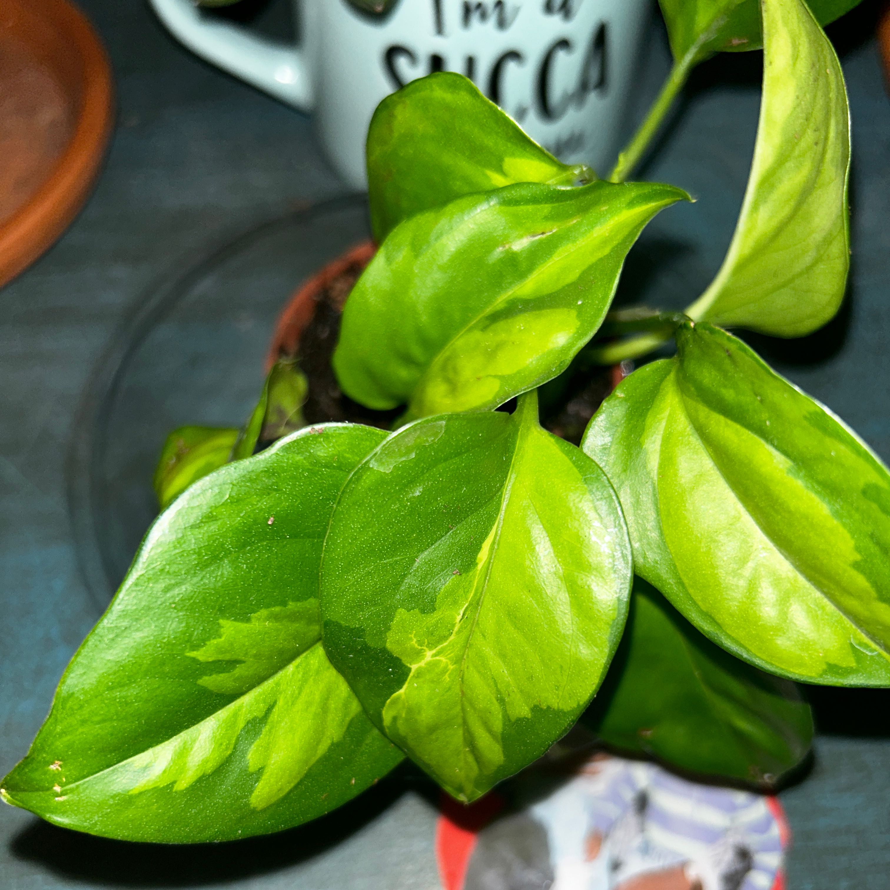 Global Green Pothos plant with vibrant green leaves, well-framed and centered.