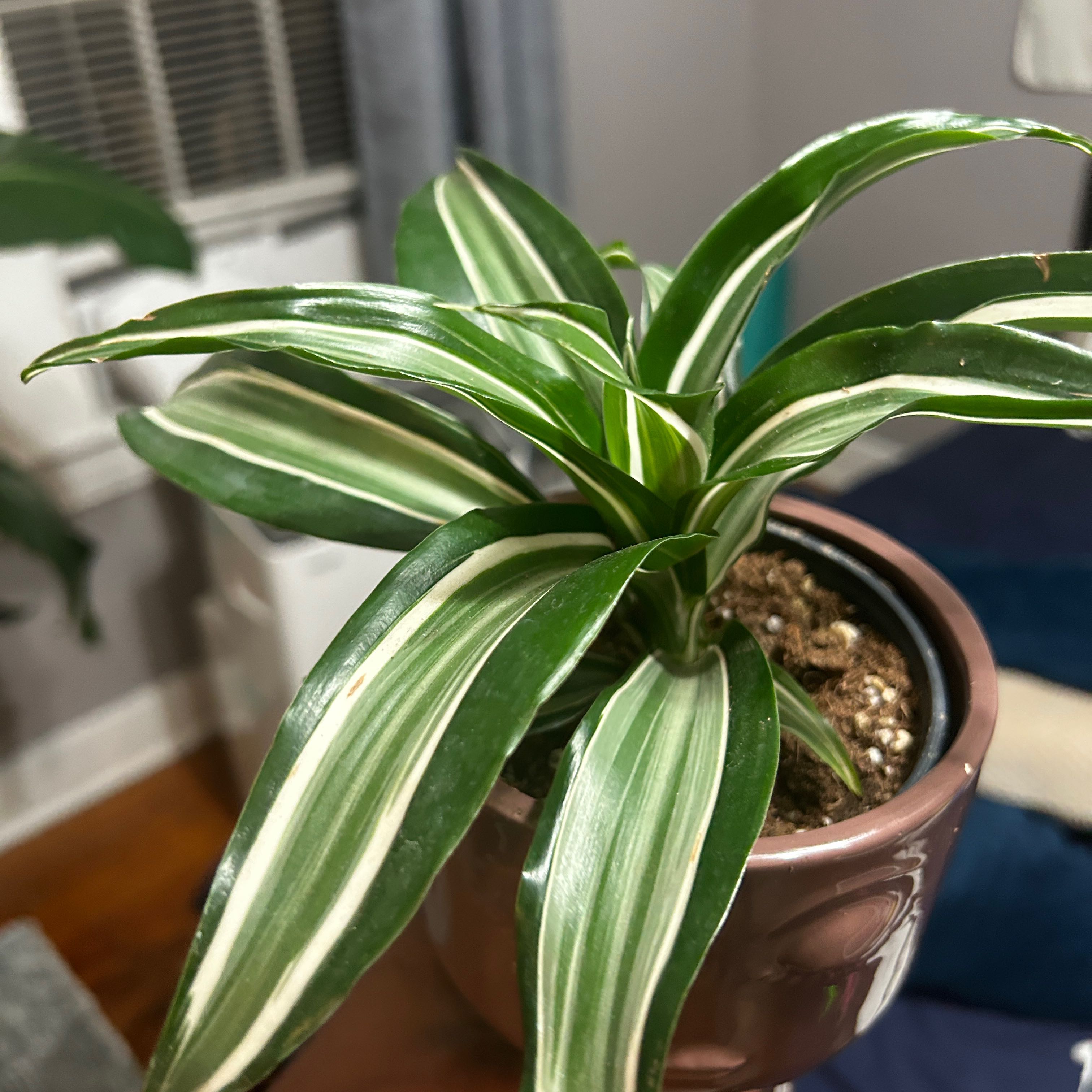 Dracaena 'Janet Craig Compacta' plant in a pot with green and white striped leaves.