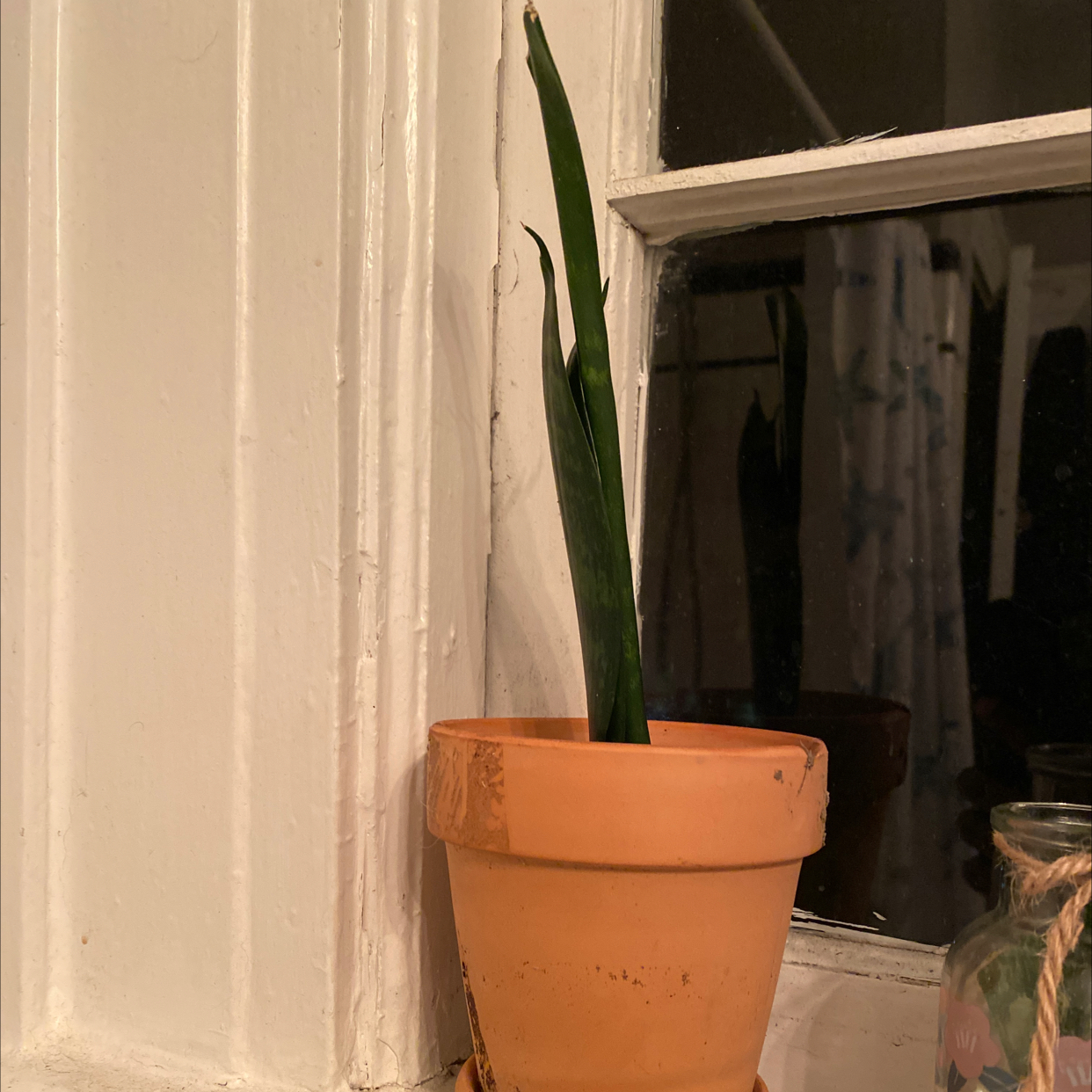 Zeylanica Snake Plant in a terracotta pot on a windowsill with a single upright leaf.