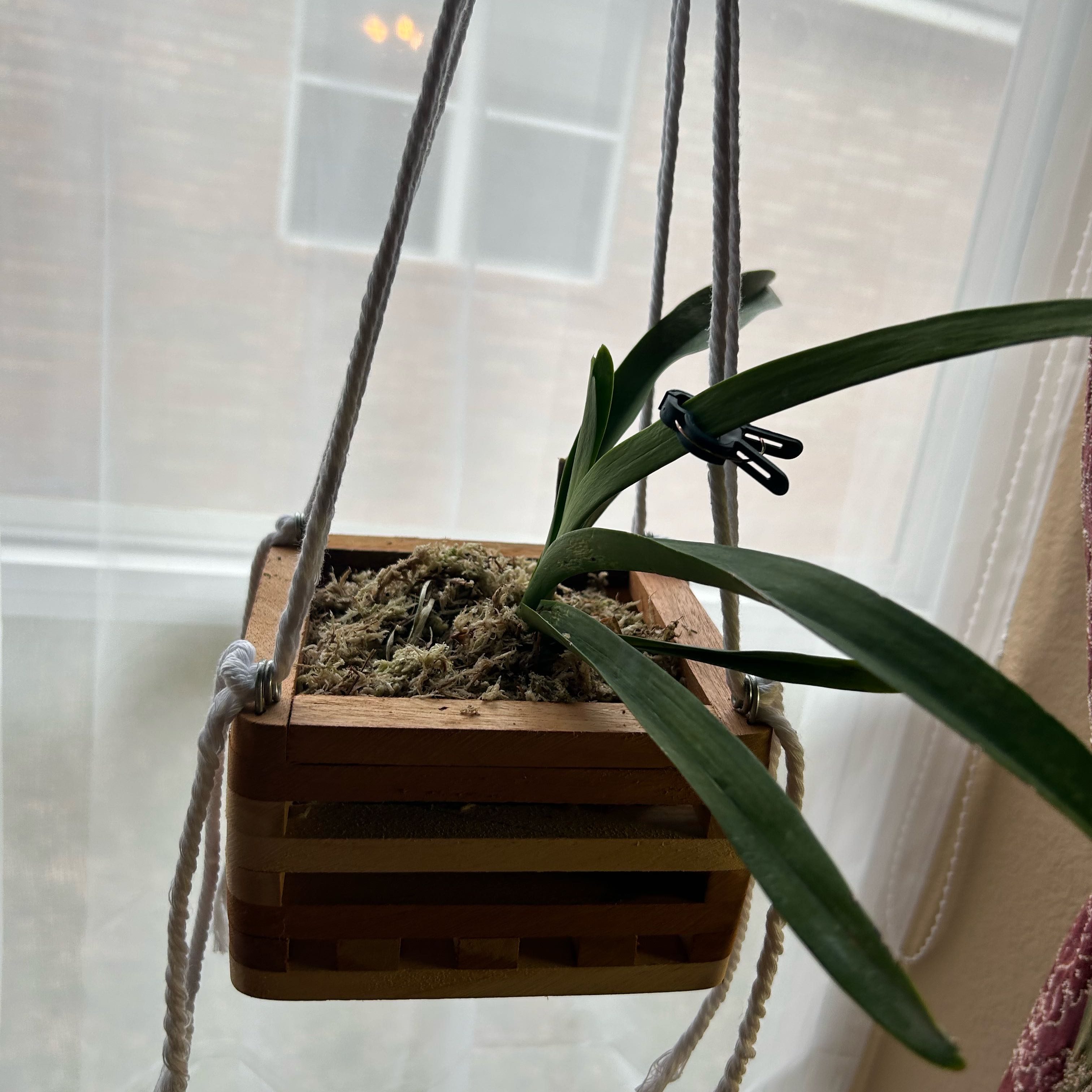 Vanda orchid in a hanging wooden basket with green leaves and no visible flowers.