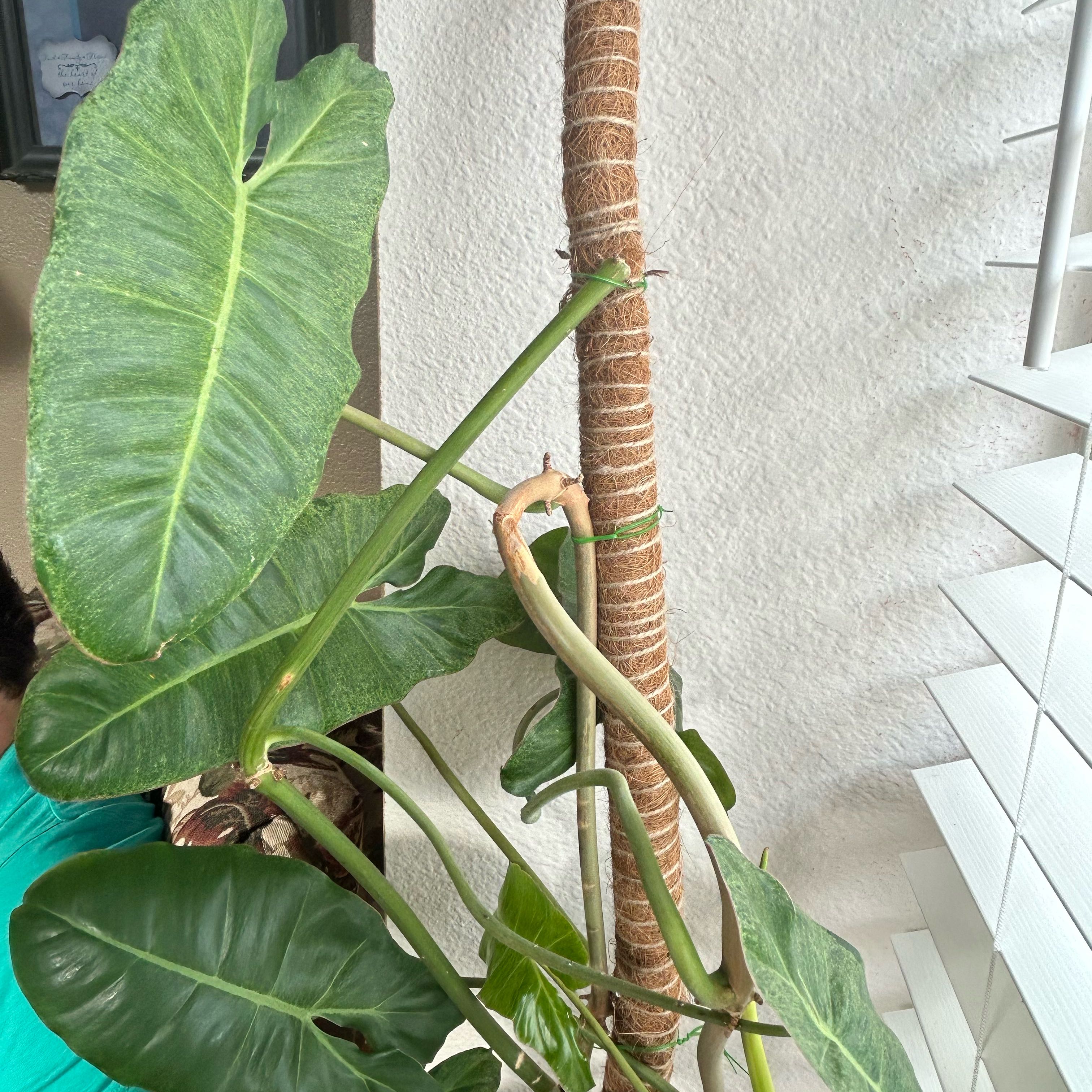Photo of the plant species Philodendron by @KindDamascisa named Stella on Greg, the plant care app