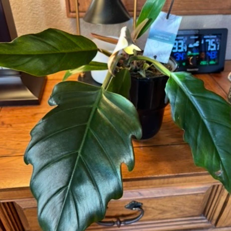 Photo of the plant species Philodendron 'Pluto' by @KindDamascisa named Pluto on Greg, the plant care app