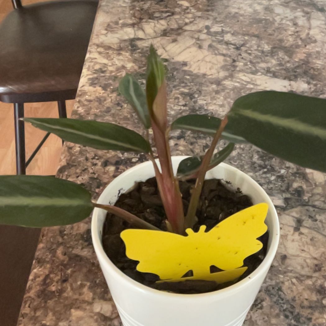 Photo of the plant species prayer plant by @BotanicalBritt named Dolores on Greg, the plant care app