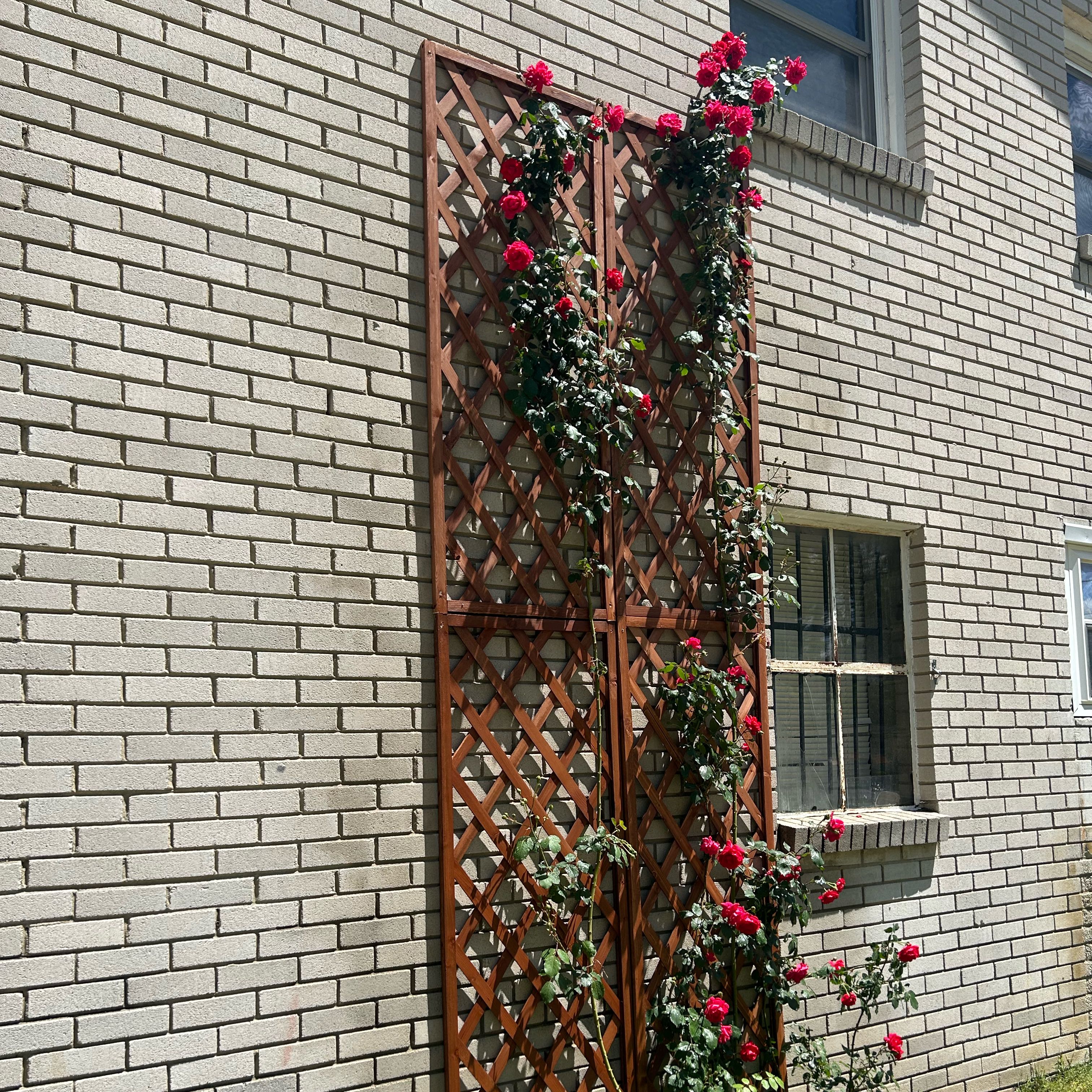Photo of the plant species Eden Climbing Rose by @OptimalAdelinia named Khaleesi on Greg, the plant care app