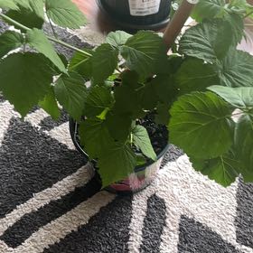 Photo of the plant species Glencoe Raspberry by @OptimalAdelinia named Foxxy on Greg, the plant care app