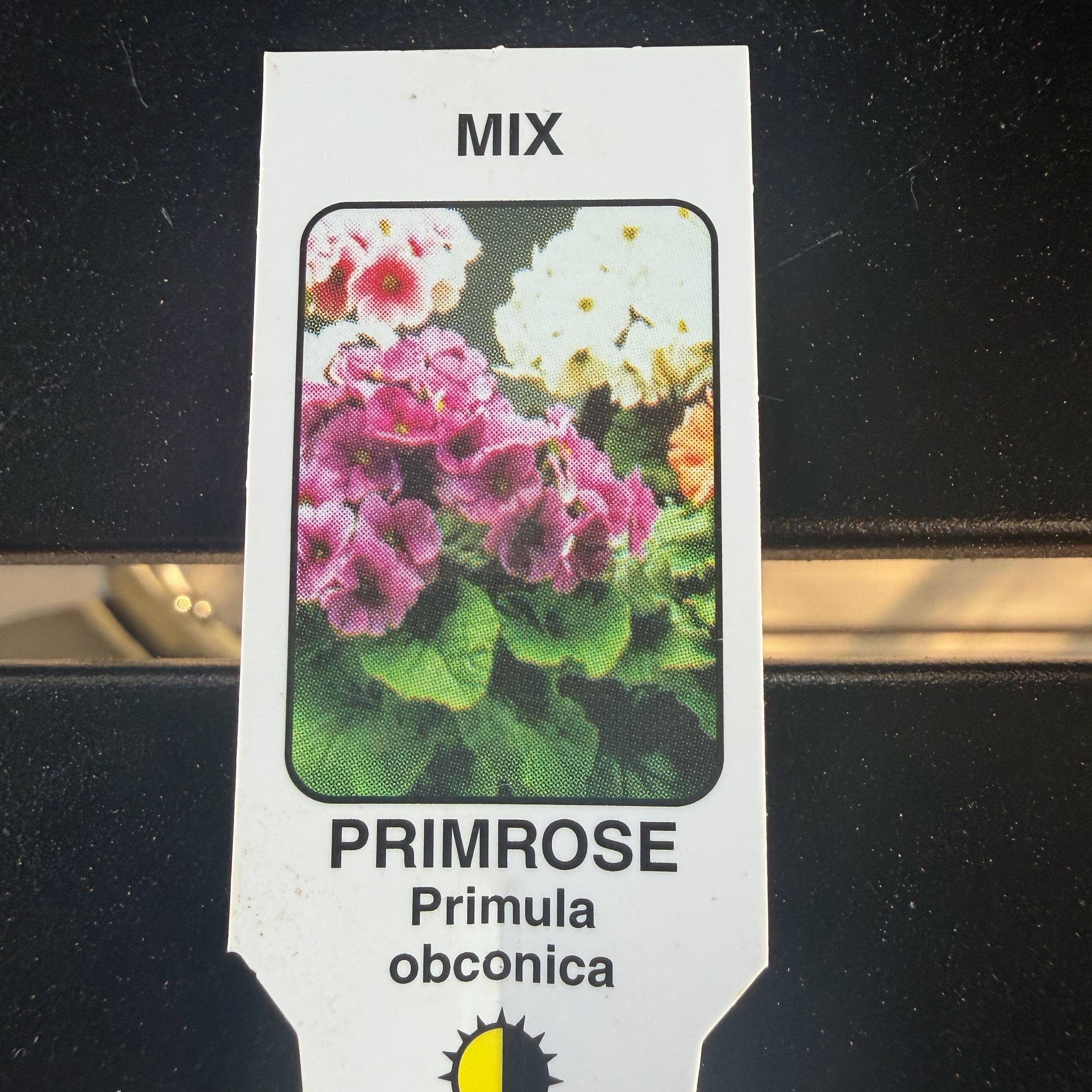 Photo of the plant species German Primrose by @SharpChainfern named Aristotle on Greg, the plant care app