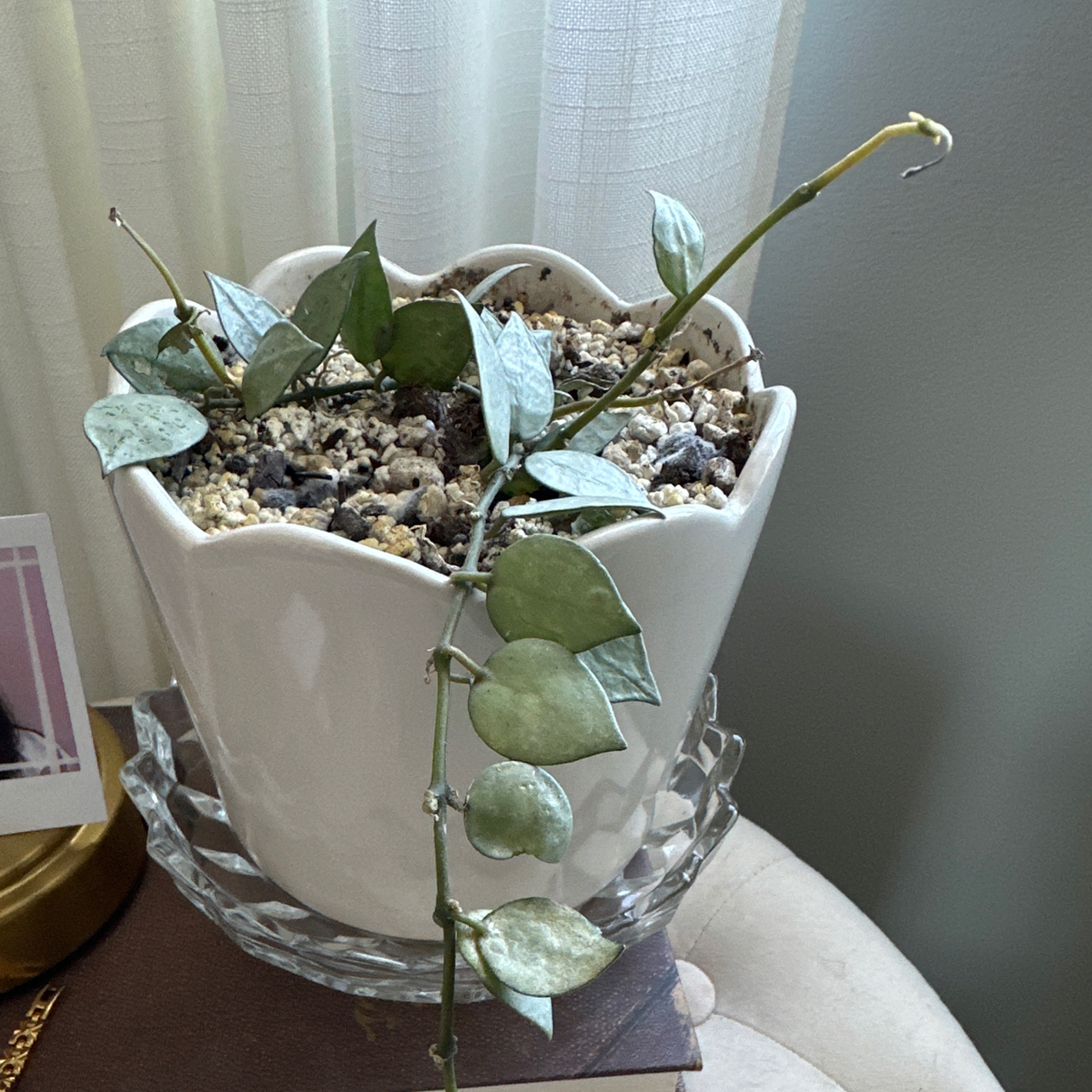 Photo of the plant species Hoya krohniana by @UnusualUrnplant named Taylor Swift on Greg, the plant care app
