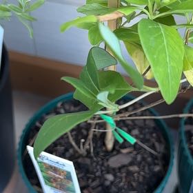 Photo of the plant species Dropmore Scarlet Trumpet Honeysuckle by @PoetKanono named Honey on Greg, the plant care app