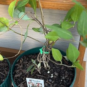Photo of the plant species Strawberries and cream honeysuckle by @PoetKanono named Taylor Swift on Greg, the plant care app