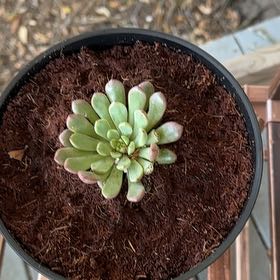Photo of the plant species Pink Ruby Sedevaria by @PoetKanono named Dolores on Greg, the plant care app